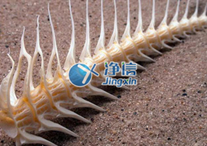 凈信全自動(dòng)樣品快速研磨儀研磨魚(yú)骨提取微量元素